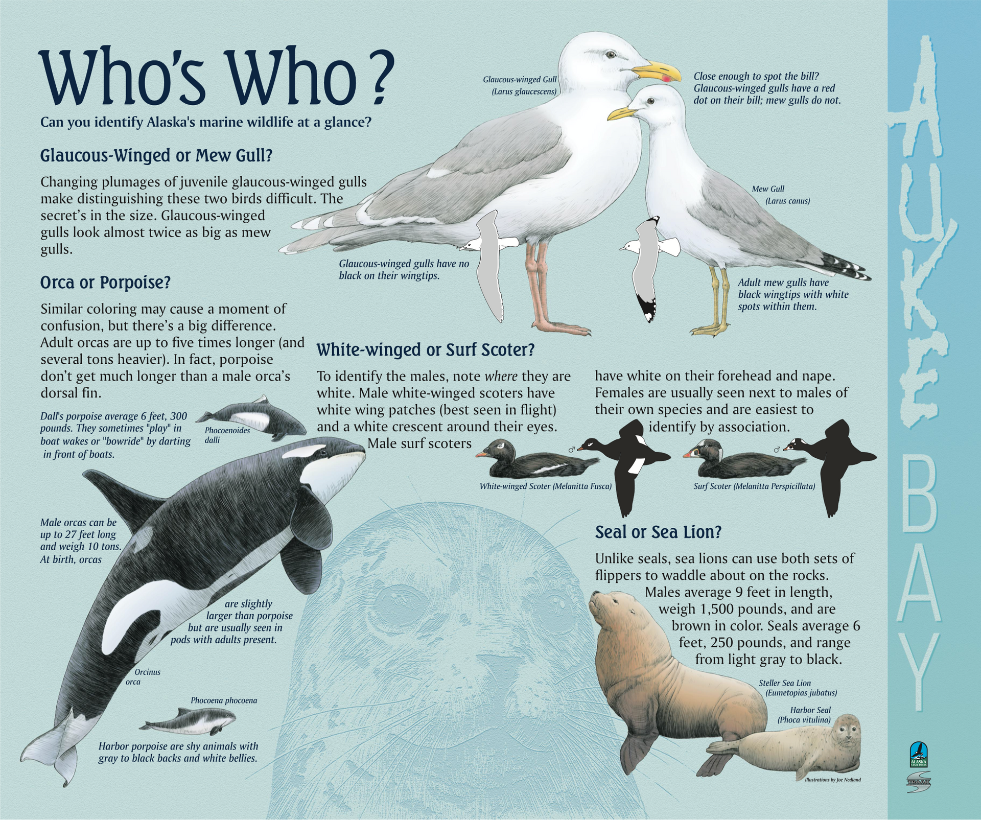 Interpretive writing sample. Educates viewers about how to differentiate porpoise & orca, plus various look-a-like birds.
