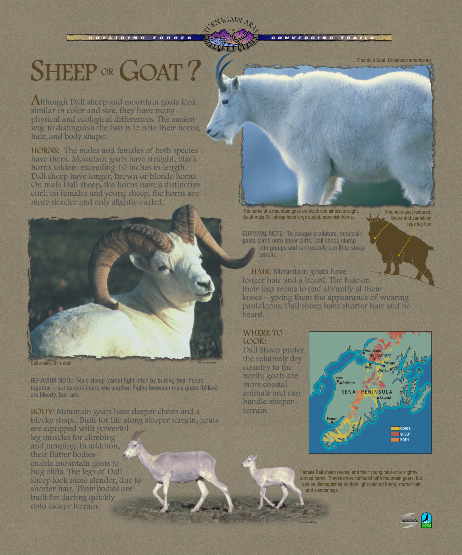 Interpretive writing sample: Explains how to tell the difference between mountain goats and mountain (Dall) sheep.