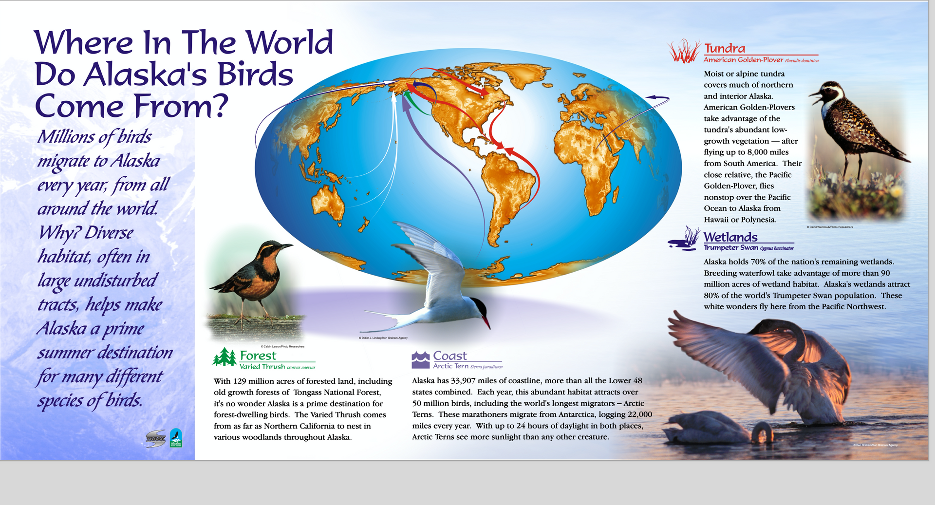 Interpretive writing sample: Educates viewers about migration routes and wonders of several of Alaska's migrating birds.