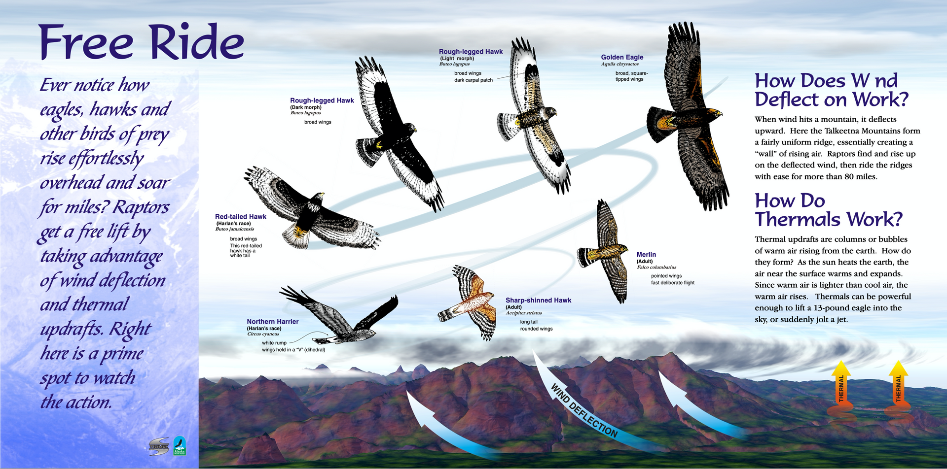 Interpretive writing sample: Explains how birds use wind deflection and/or thermals in the area to gain altitude.