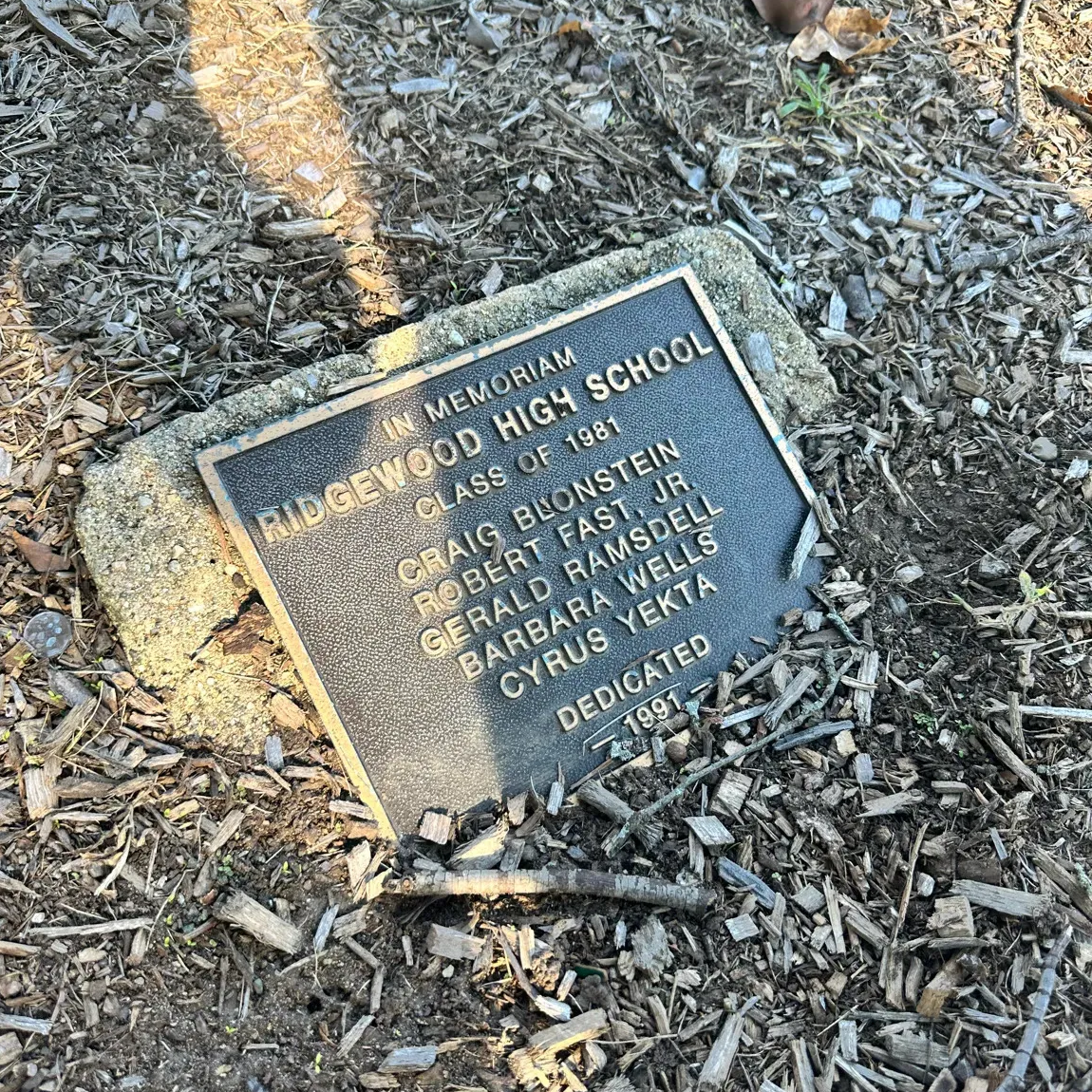 Alumni Square Tree