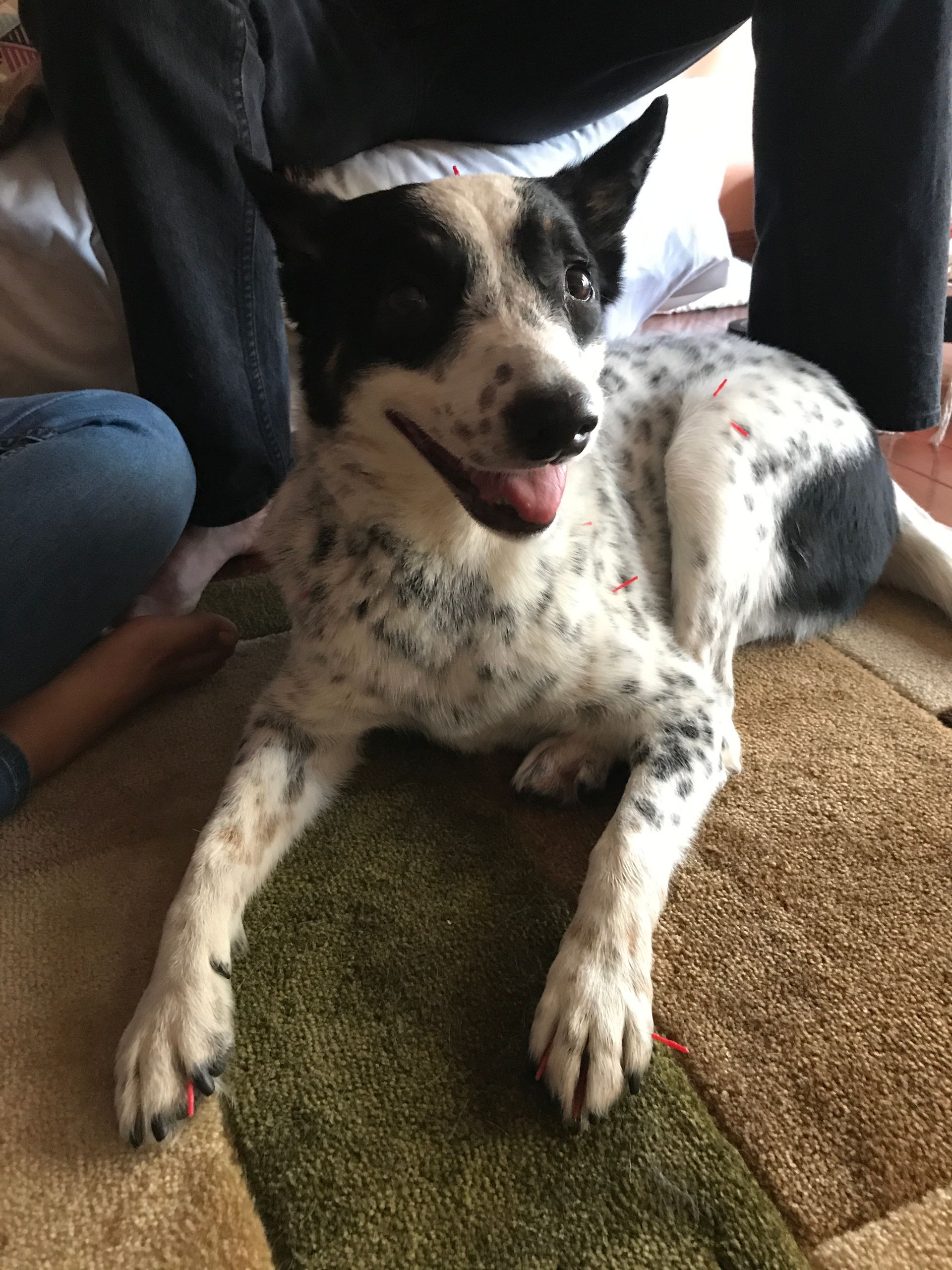 a black and white dog is laying on a rug on the floor getting acupuncture .
