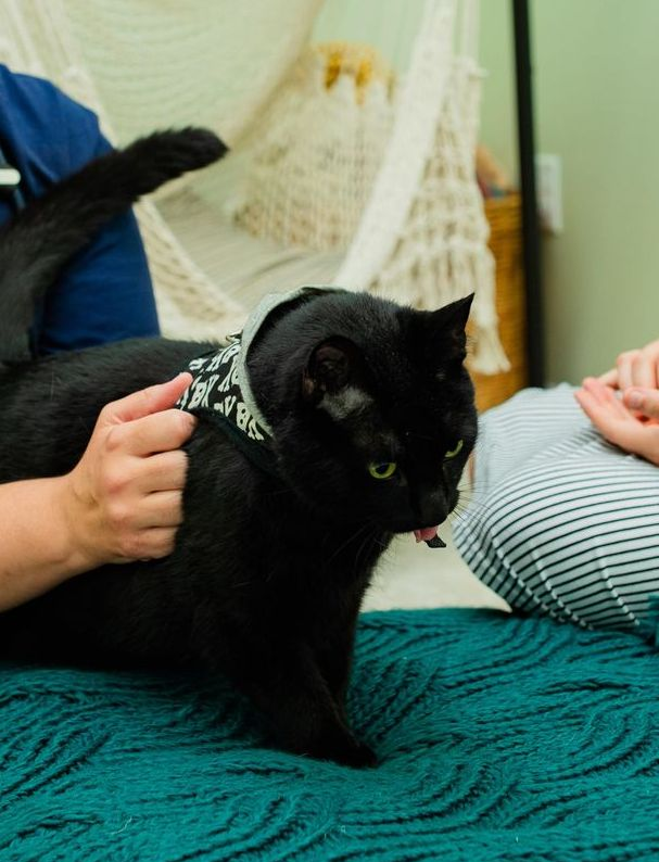 two women are sitting on a bed with a black cat .