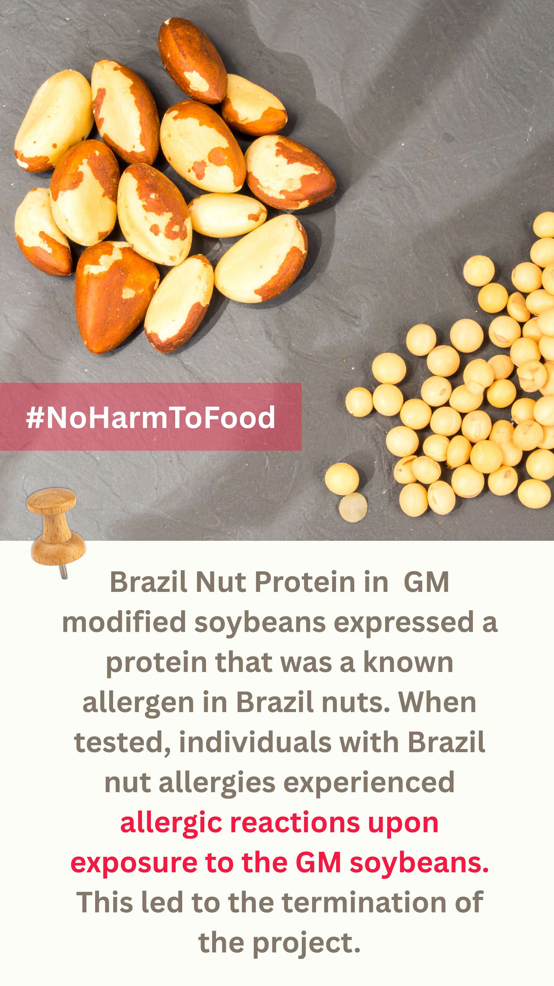 Brazil nuts beside soybeans with text on allergen reactions in GM modified soybeans