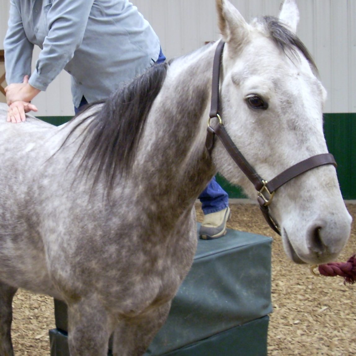 Equine Medical Services Columbia, MO Medical Services