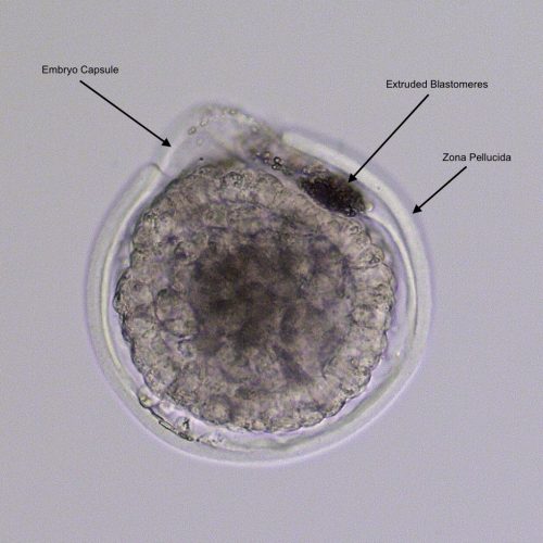 Equine Medical Services Columbia, MO The Equine Embryo A Gallery