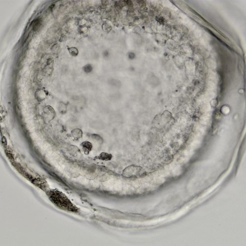 Equine Medical Services Columbia, MO The Equine Embryo A Gallery