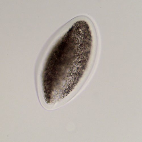 Equine Medical Services Columbia, MO The Equine Embryo A Gallery