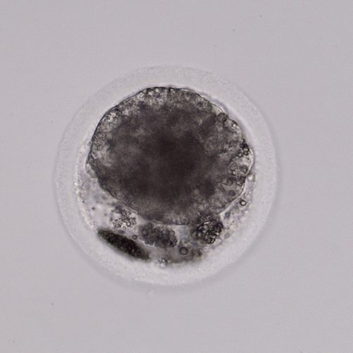 Equine Medical Services Columbia, MO The Equine Embryo A Gallery