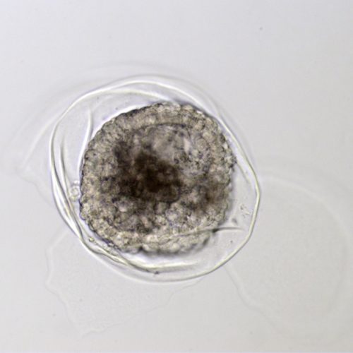 Equine Medical Services Columbia, MO The Equine Embryo A Gallery