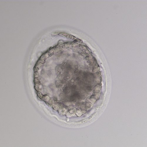 Equine Medical Services Columbia, MO The Equine Embryo A Gallery