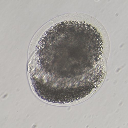 Equine Medical Services Columbia, MO The Equine Embryo A Gallery