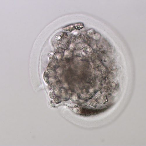 Equine Medical Services Columbia, MO The Equine Embryo A Gallery