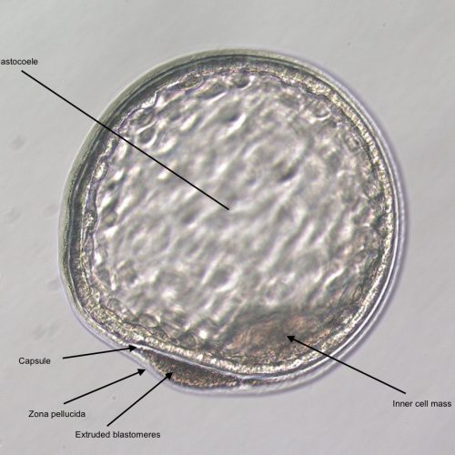 Equine Medical Services Columbia, MO The Equine Embryo A Gallery