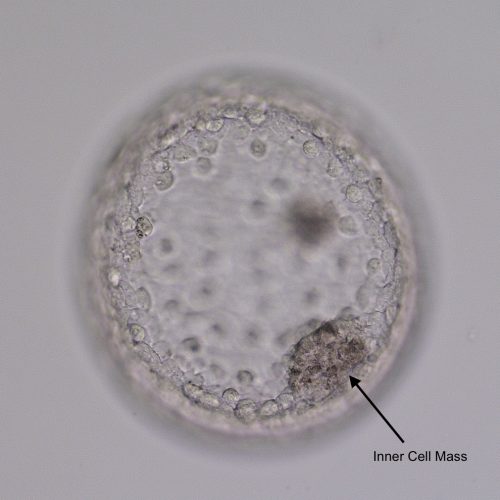 Equine Medical Services Columbia, MO The Equine Embryo A Gallery