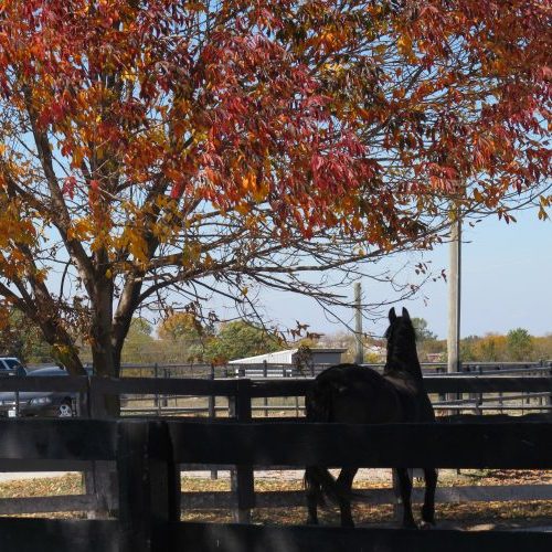 Equine Medical Services Columbia, MO Facilities