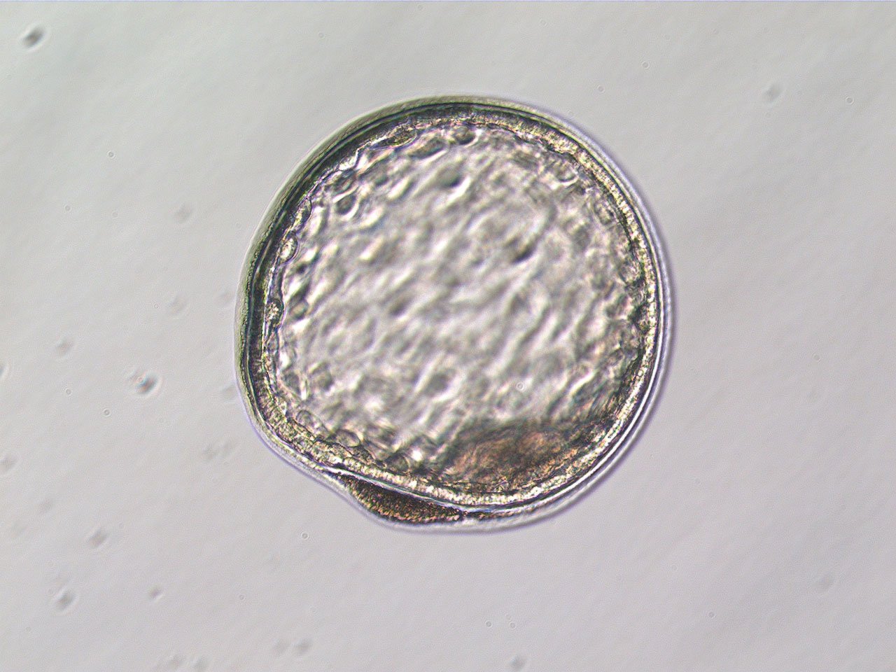 Equine Medical Services Columbia, MO Home