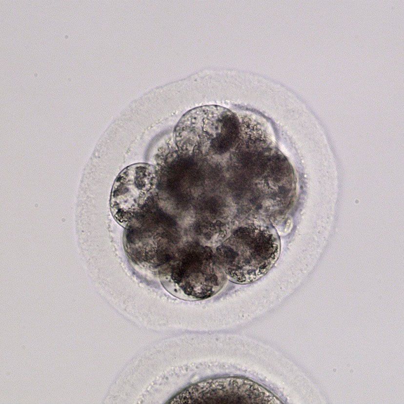 16-cell embryo
