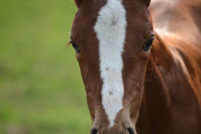 Dr. Bailey, a certified Veterinary Chiropractic practitioner, utilizes chiropractic care as an adjunct to treatment of the equine athlete. 