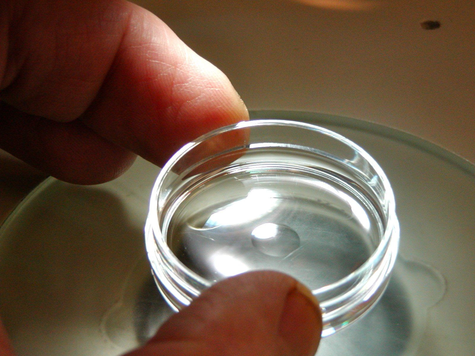 An embryo culture dish with culture medium overlaid by mineral oil.