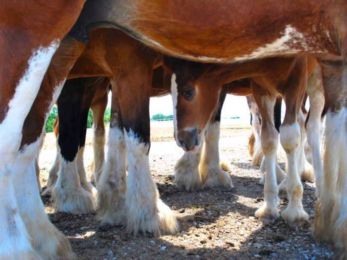 Equine Medical Services is dedicated to providing comprehensive ambulatory care, as farm service is a backbone of our success.