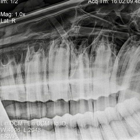Dentistry