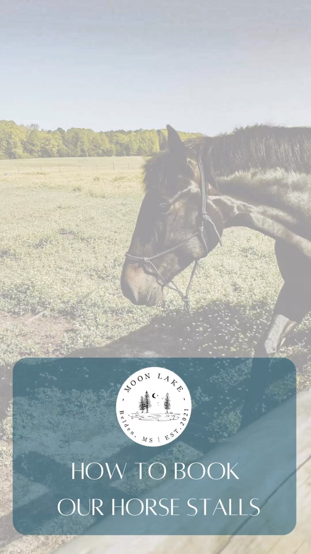 A black horse is standing in a field.