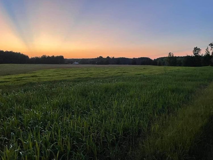 A field of tall grass with a sunset in the background