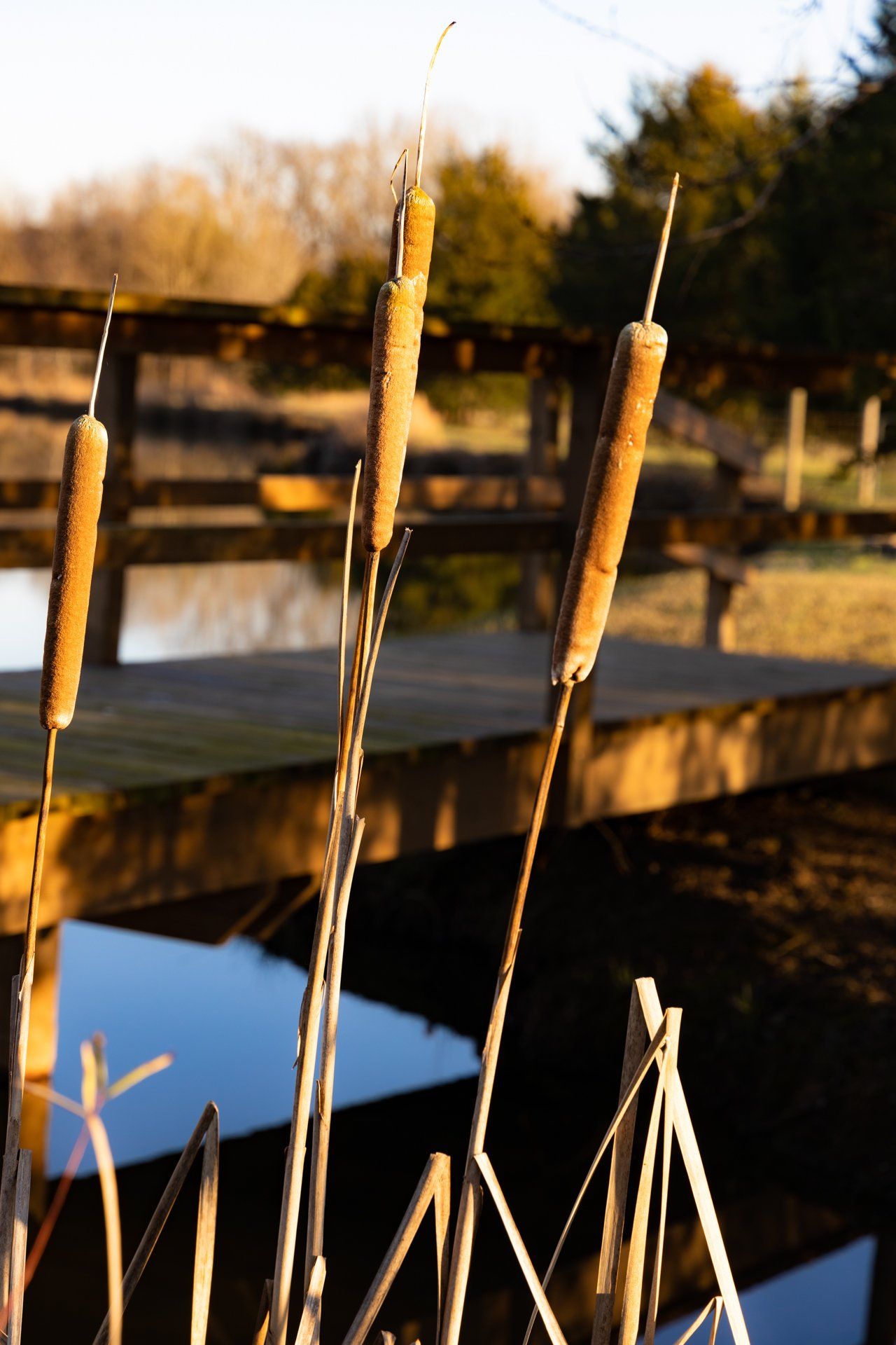 A bridge over a body of water with tall grass in the foreground
