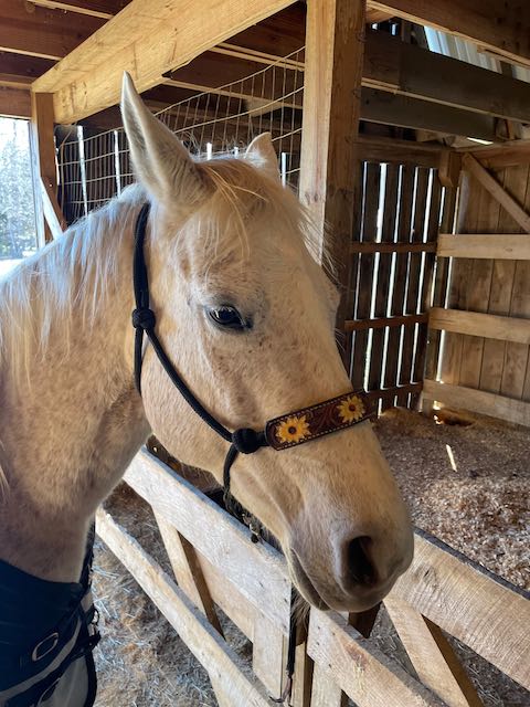 A horse wearing a bridle is standing in a stable.