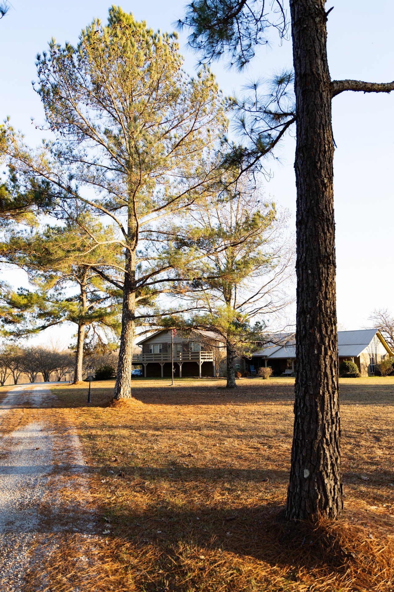 A row of pine trees in a field with a house in the background