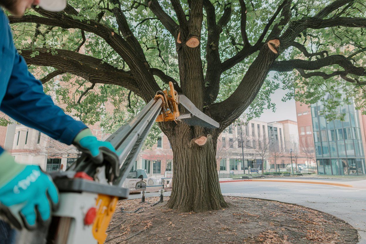 A man is cutting a tree with a chainsaw.