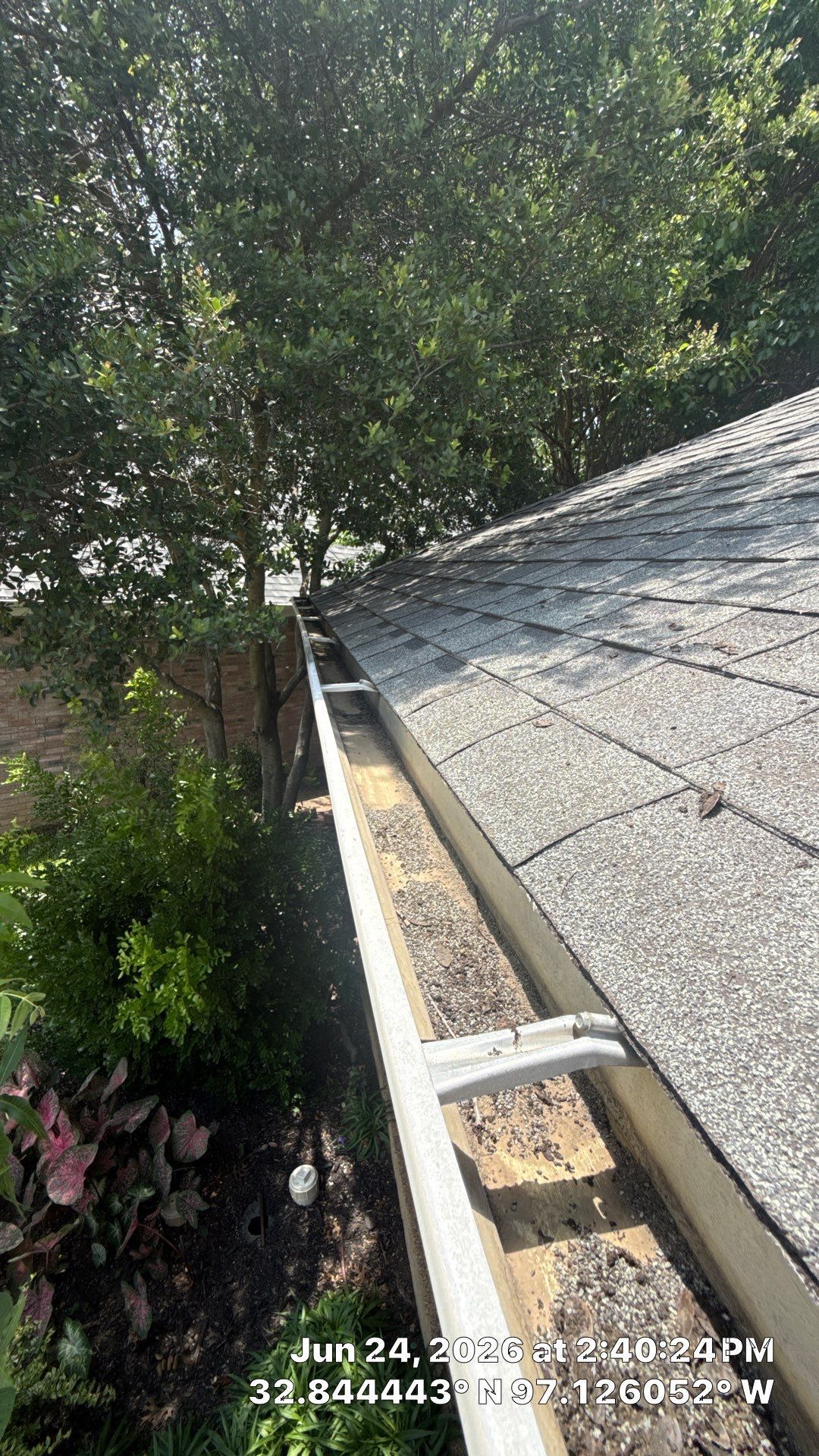 Roof gutter beside gray shingles, lined with leaves, next to dense green trees and shrubs.