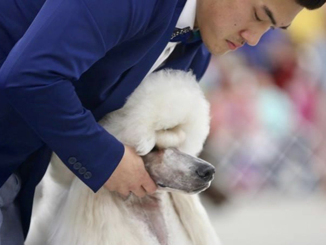Professional Groomers Lawrenceville, GA JP's Top Dog