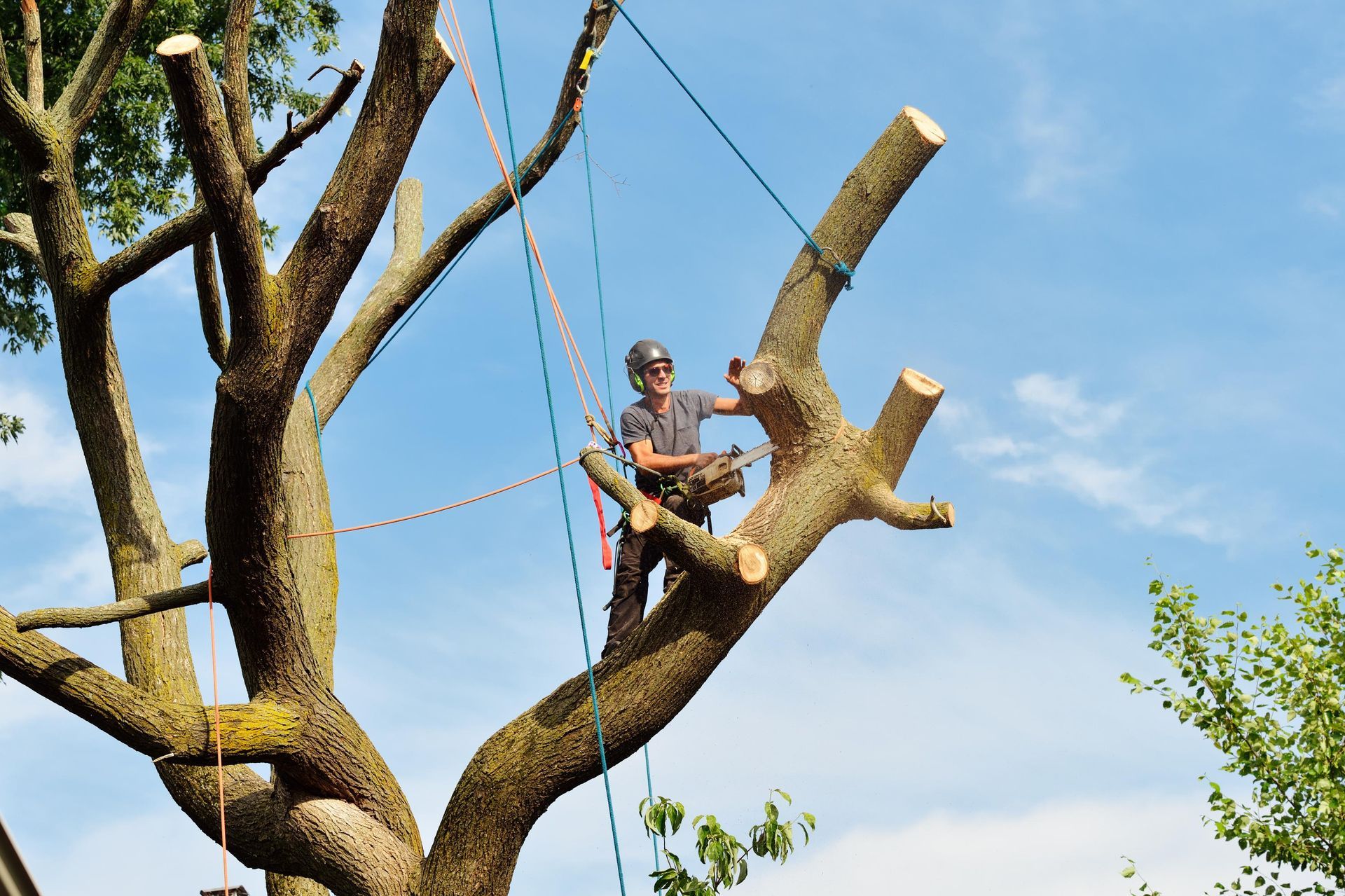 A worker in a harness trims branches high in a tree under a blue sky.