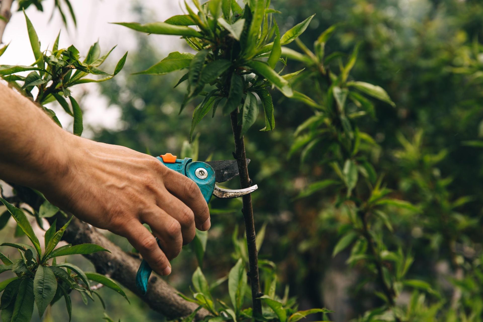 Hand pruning green plants with blue garden shears in a lush garden