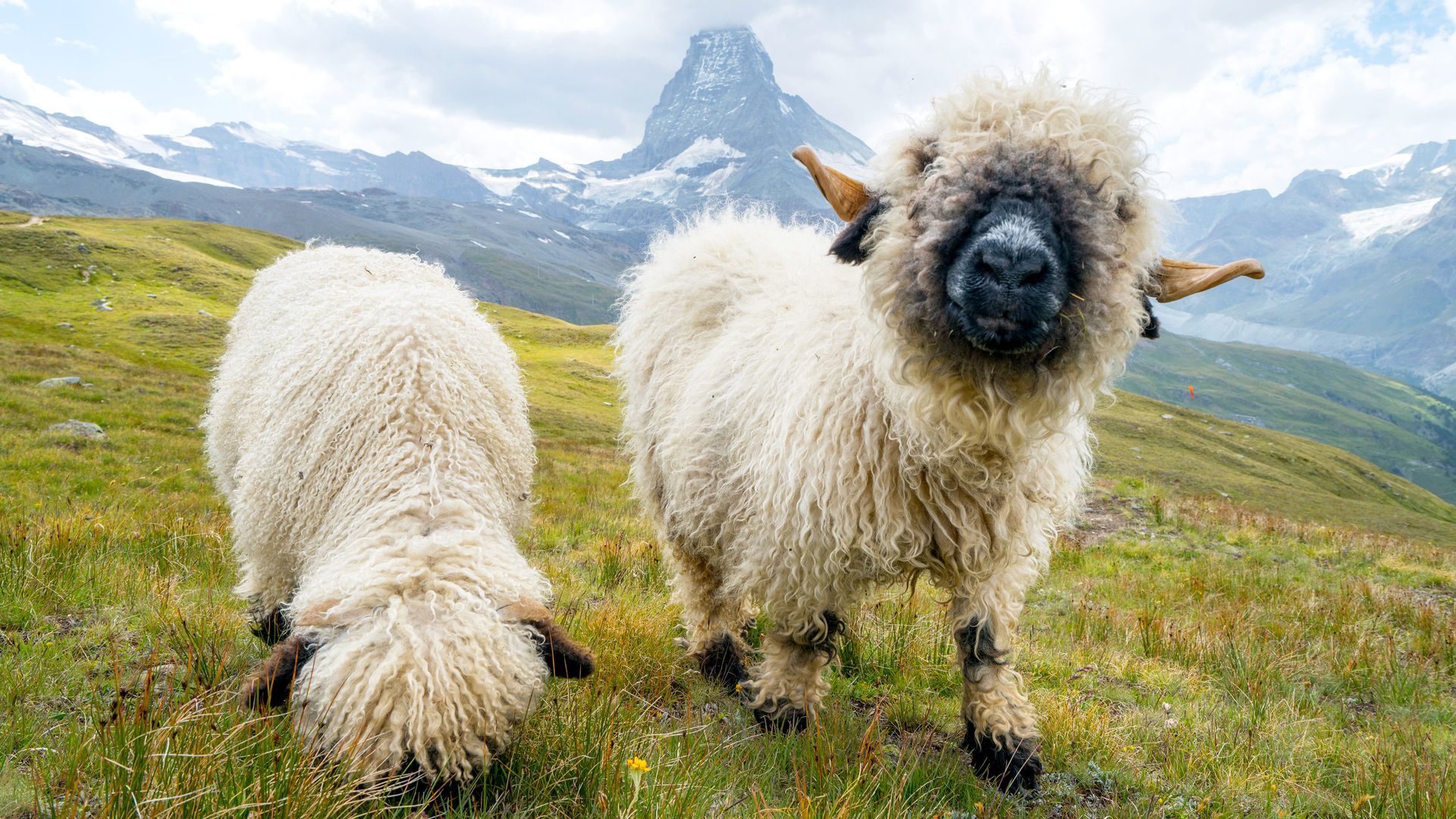 Two fluffy sheep grazing on a grassy mountain slope with snowy peaks in the background