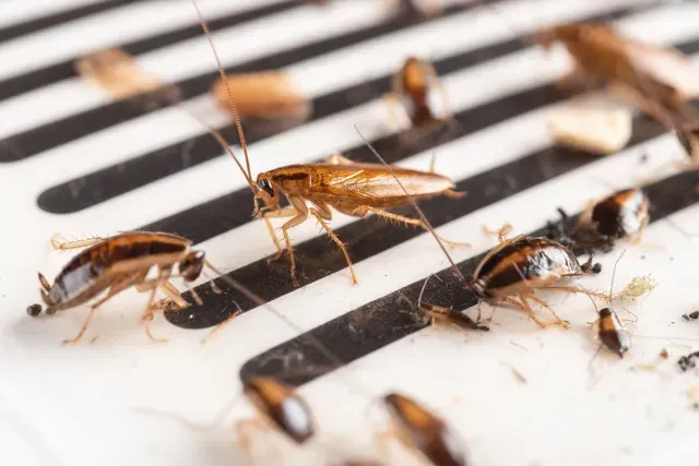 A Cockroaches | Elizabethtown, KY | BCPC Exterminating