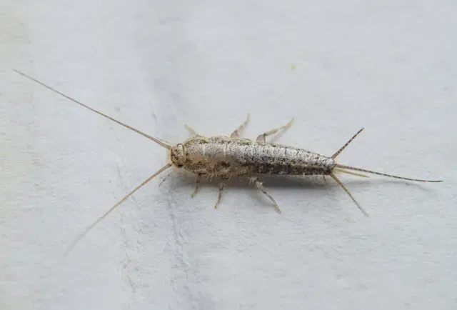 A Silverfish | Elizabethtown, KY | BCPC Exterminating