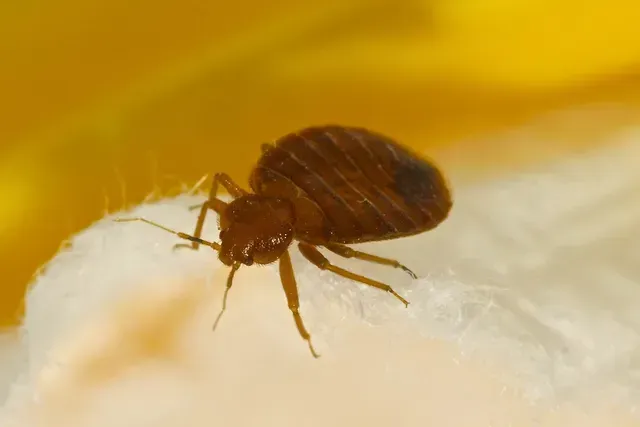 A Bed Bugs | Elizabethtown, KY | BCPC Exterminating