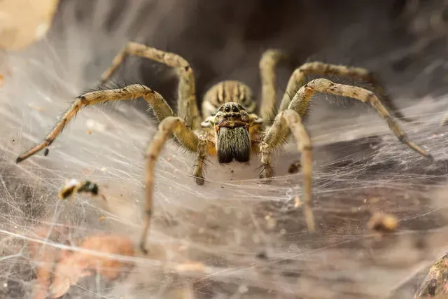 A Spider | Elizabethtown, KY | BCPC Exterminating