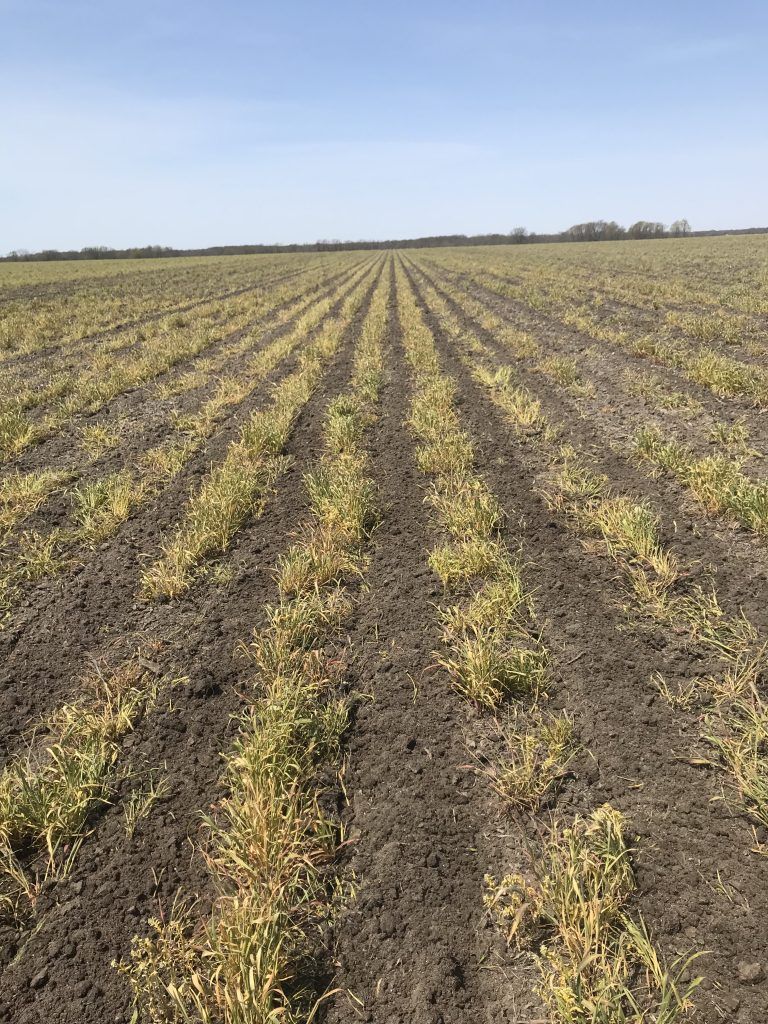 cereal rye