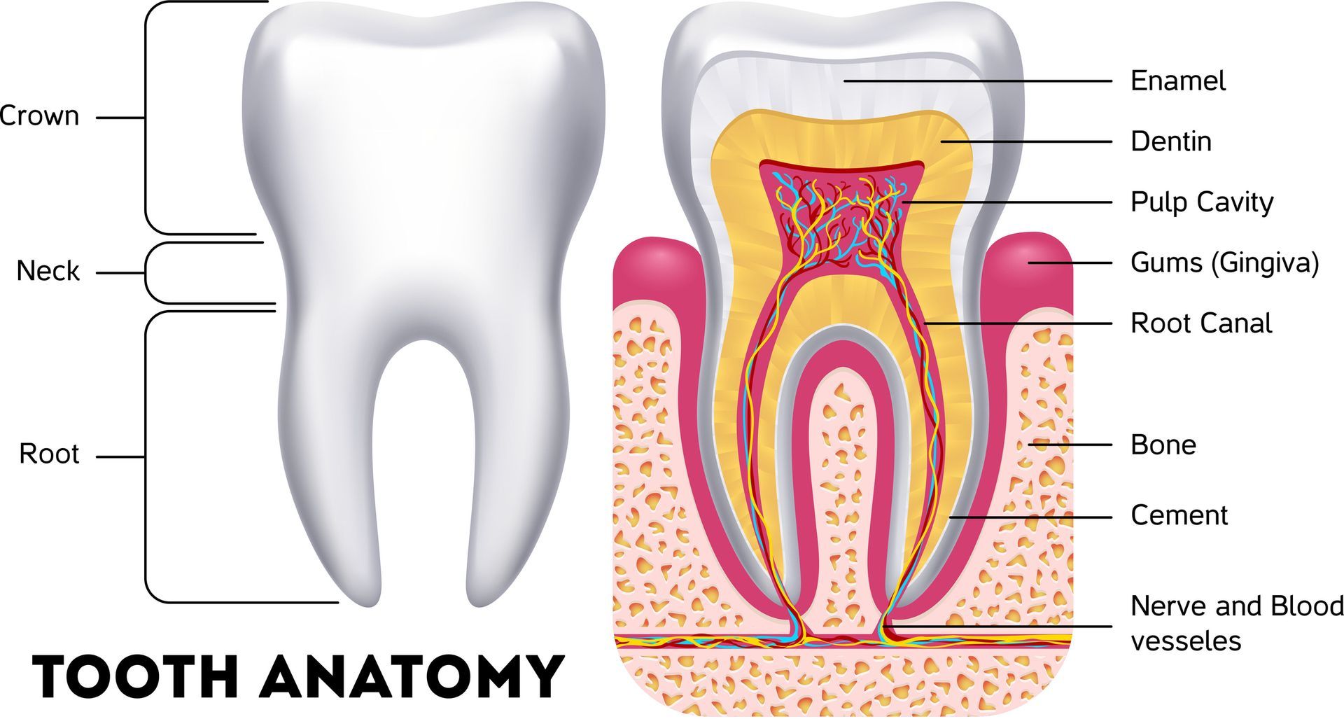 The Structure and Function of Gums | Divine Dental Scottsdale Dentistry