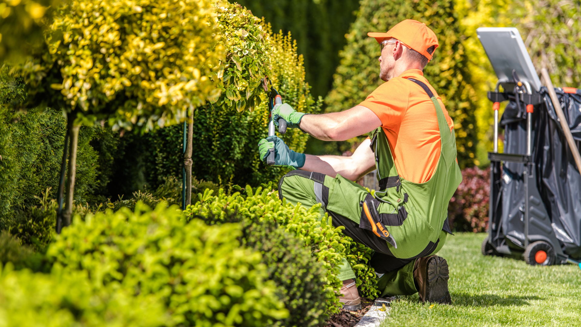 A man is kneeling down in a garden cutting a bush.