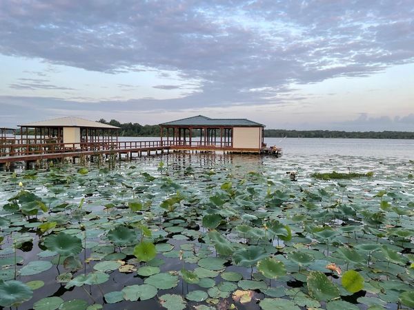 A couple of houses are floating on top of a lake surrounded by lily pads.