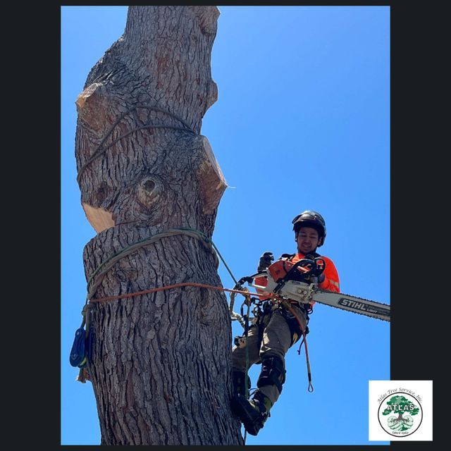 Our Galley | Atlas Tree Service Concord, CA
