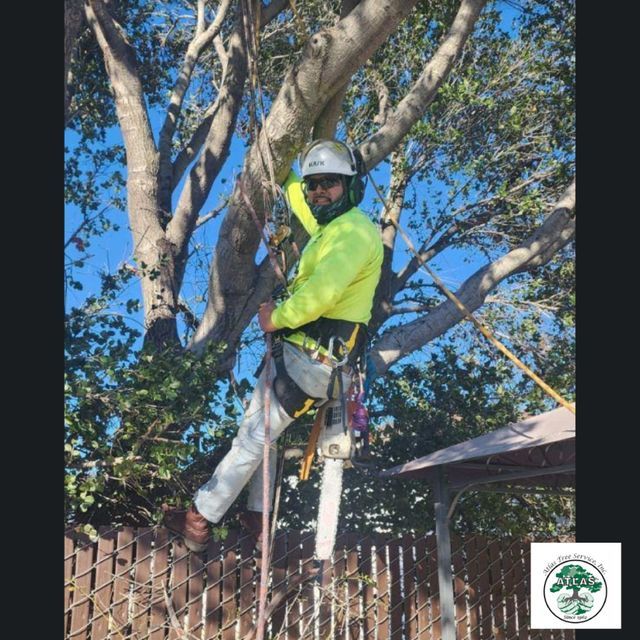 Our Galley | Atlas Tree Service Concord, CA