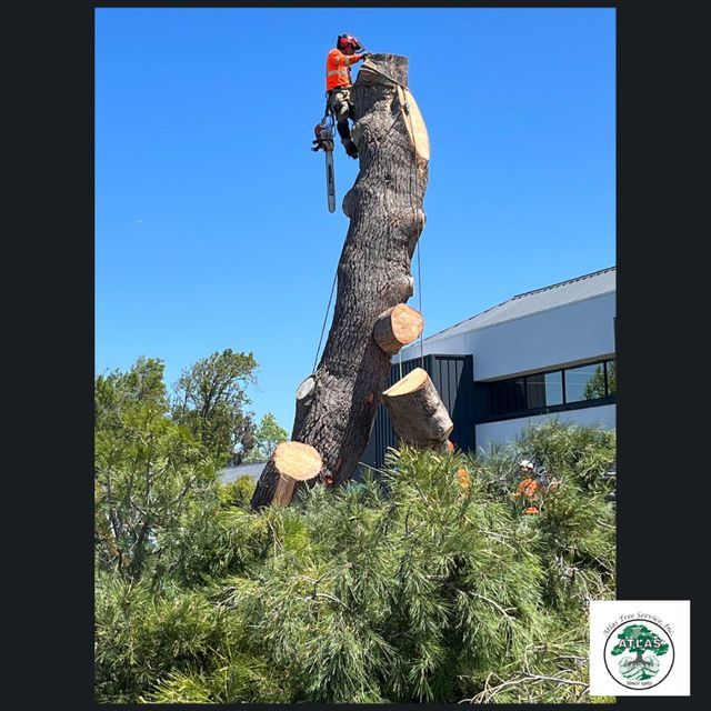 Our Galley | Atlas Tree Service Concord, CA
