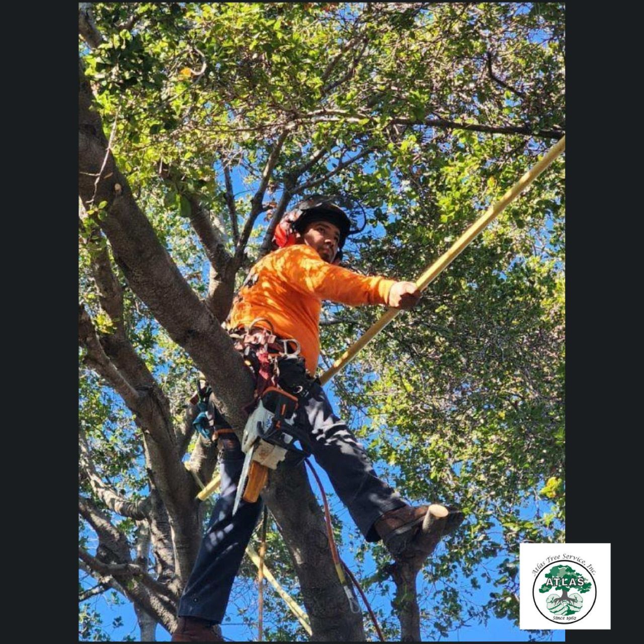 Our Galley | Atlas Tree Service Concord, CA