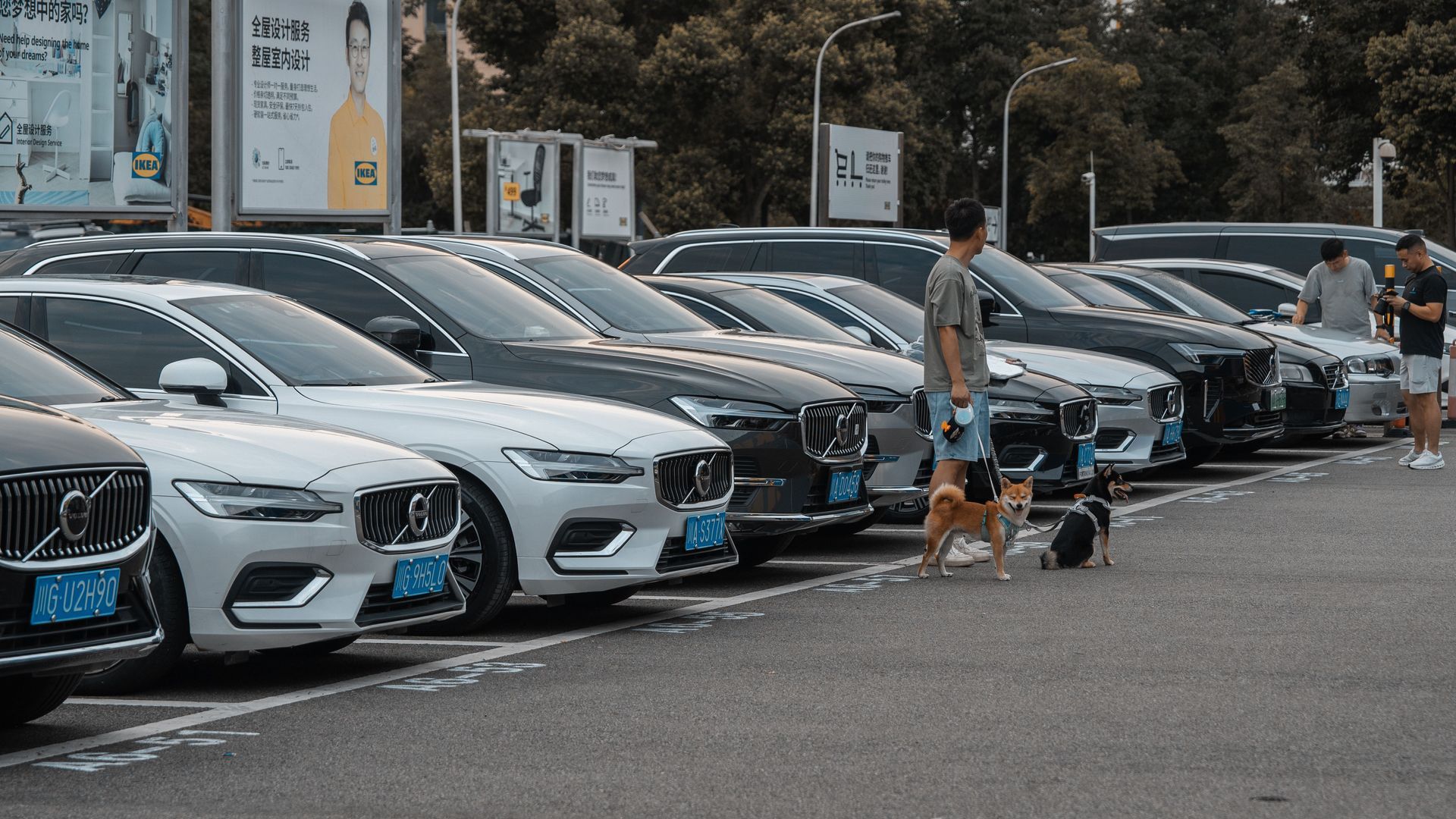 Row of parked BMW cars at a dealership, with a man and small dog walking between them